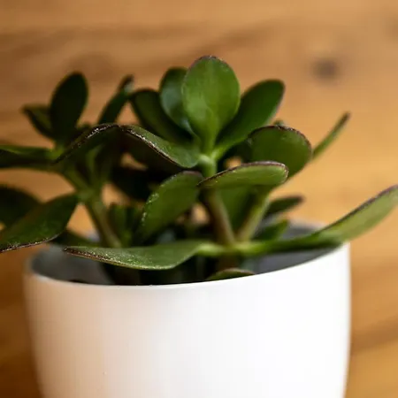 Porta Maggiore 코페르