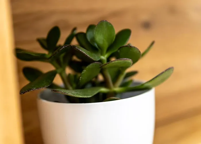 Porta Maggiore Koper